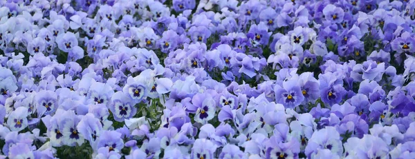 Zamknij Się Niebieskie Fioletowe Bratki Ogrodzie Sezonowe Naturalne Zdjęcie — Zdjęcie stockowe