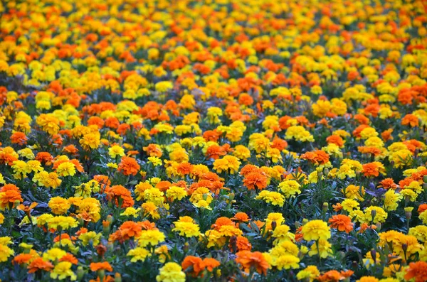 Muitas Flores Bonitas Jardim Calêndula Mexicana Asteca Africana Tagetes Erecta — Fotografia de Stock