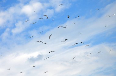 Beyaz martı çok bulutlu mavi gökyüzünde uçmak