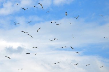 Beyaz martı çok bulutlu mavi gökyüzünde uçmak