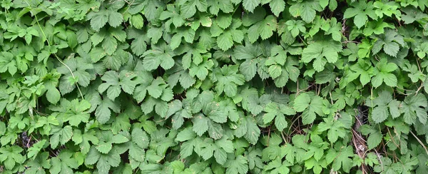 Green ivy grows along the beige wall of painted tiles. Texture of dense thickets of wild ivy