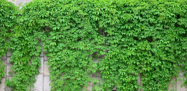 Green Ivy Grows Beige Wall Painted Tiles Texture Dense Thickets — Stock Photo, Image