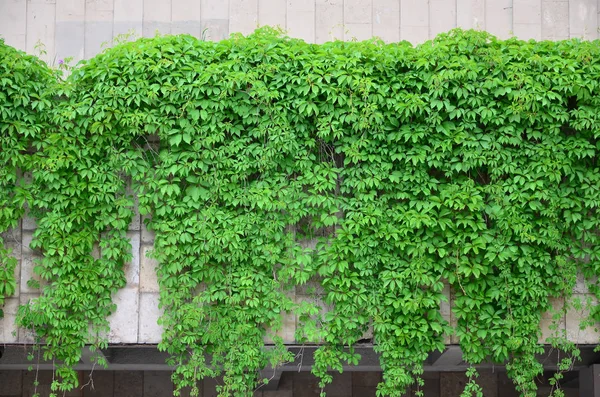 Green Ivy Grows Beige Wall Painted Tiles Texture Dense Thickets — Stock Photo, Image