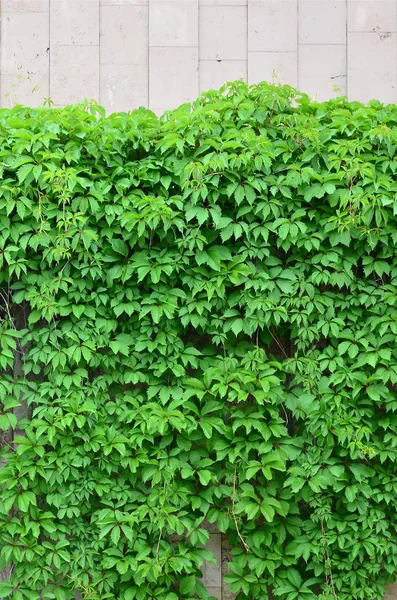 Green ivy grows along the beige wall of painted tiles. Texture of dense thickets of wild ivy