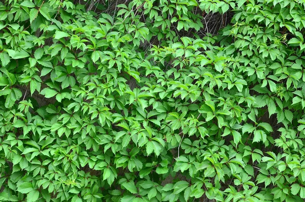 Green Ivy Grows Beige Wall Painted Tiles Texture Dense Thickets — Stock Photo, Image