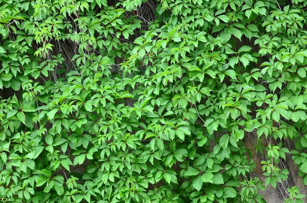 Yeşil Sarmaşık Boyalı Döşeme Bej Duvar Boyunca Büyür Vahşi Ivy — Stok fotoğraf