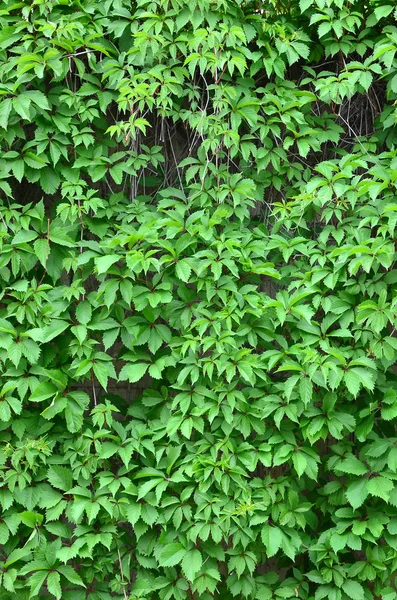 绿色的常春藤沿着米色的墙壁生长 野生常春藤浓密灌丛的质地 — 图库照片