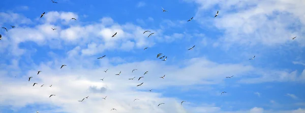 Lot White Gulls Fly Cloudy Blue Sky — Stock Photo, Image