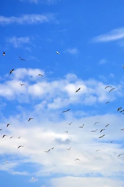 Πολλή Λευκό Γλάροι Πετούν Στο Θολό Μπλε Του Ουρανού — Φωτογραφία Αρχείου