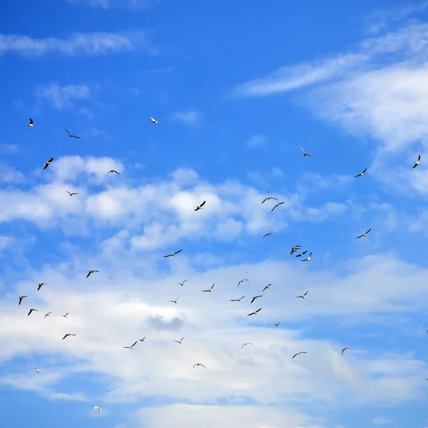 Lot White Gulls Fly Cloudy Blue Sky — Stock Photo, Image
