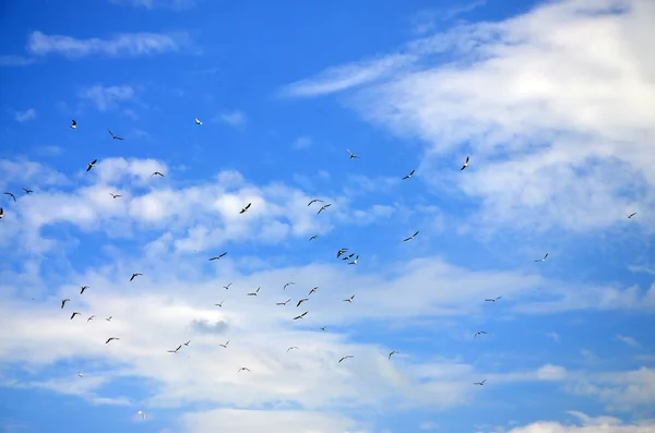 Lot White Gulls Fly Cloudy Blue Sky — Stock Photo, Image