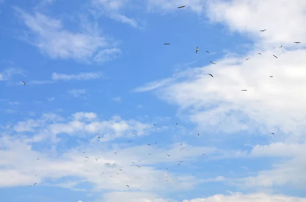 Lot White Gulls Fly Cloudy Blue Sky — Stock Photo, Image