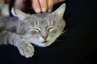 Genç gri kedi sahibi ellerinde yatıyor. Evde beslenen hayvan dinleniyor