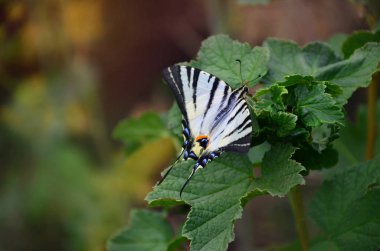 Kırlangıçkuyruğu (Iphiclides podalirius) nadir Avrupa kelebek çiçek açması ahududu çalılar üzerinde oturuyor