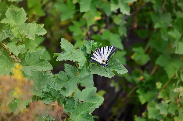 Σπανίζουν Swallowtail Iphiclides Ποδαλείριος Σπάνια Ευρωπαϊκή Πεταλούδα Κάθεται Πάνω Στους — Φωτογραφία Αρχείου