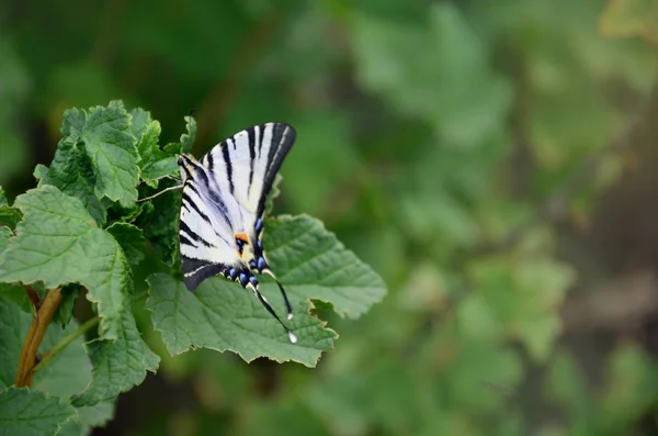 Σπανίζουν Swallowtail Iphiclides Ποδαλείριος Σπάνια Ευρωπαϊκή Πεταλούδα Κάθεται Πάνω Στους — Φωτογραφία Αρχείου