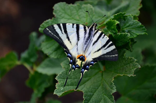 Rare Hirondelle Iphiclides Podalirius Papillon Européen Est Assis Sur Les — Photo