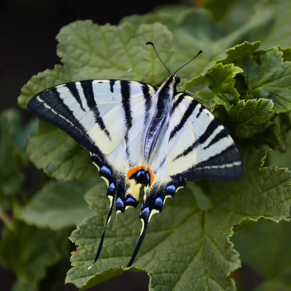 Szűkös Iphiclides Podalirius Ritka Európai Pillangófélék Cserjék Virágzó Málna — Stock Fotó