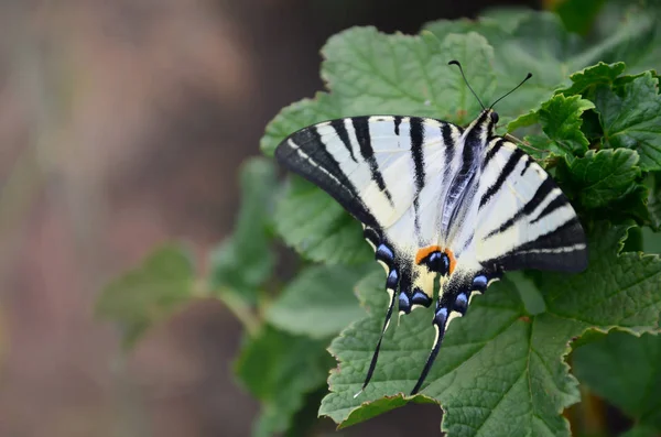 Escasa Cola Golondrina Iphiclides Podalirius Rara Mariposa Europea Está Sentada — Foto de Stock