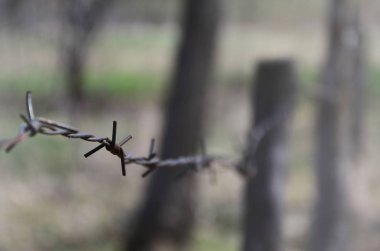 Makro çekim bir öğe eski ve paslı dikenli tel ile arka plan bulanık. Bir köy çit bölgesel bir sitenin parçası