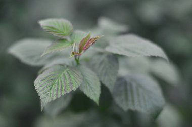 Fotoğraf bir ahududu çalı birkaç yeşil yaprakları. Ahududu büyüyen bush. Makro fotoğraf arka plan bulanık ile