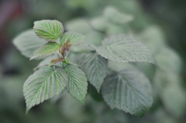 Fotoğraf bir ahududu çalı birkaç yeşil yaprakları. Ahududu büyüyen bush. Makro fotoğraf arka plan bulanık ile