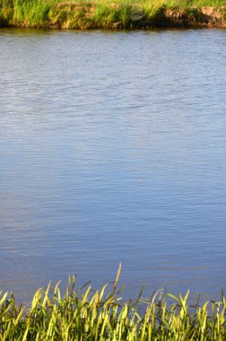 Bir sürü yeşil sazlık kaynaklanıyor Nehri denizden büyümek. Eşsiz sazlık uzun saplı