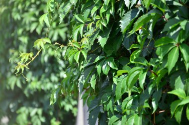 Beton duvar kapağı çiçekli yeşil sarmaşıklar vahşi sarmaşık gelen bir sürü doku