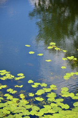 Bataklık suyu ile yeşil duckweed ve bataklık bitki örtüsü noktalı dokusuna