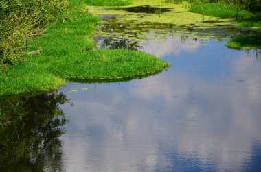 Büyük bir bataklık ile yeşil duckweed ve bataklık bitki örtüsü noktalı ile yaz günü manzara