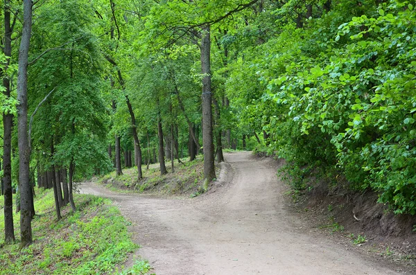 Divergentie Van Paden Het Bos Kruispunt Tussen Vele Bomen — Stockfoto