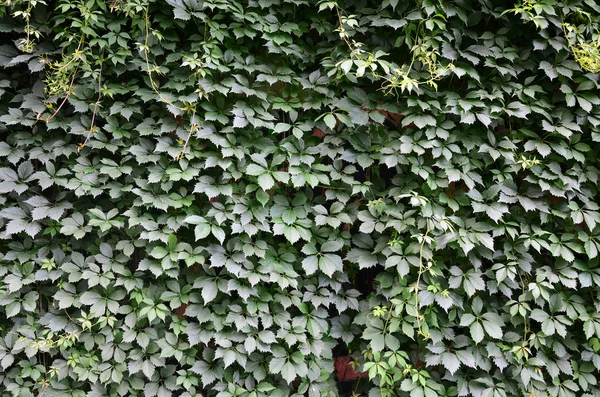 Beton Duvar Kapağı Çiçekli Yeşil Sarmaşıklar Vahşi Sarmaşık Gelen Bir — Stok fotoğraf
