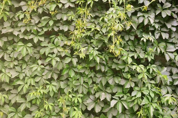 The texture of a lot of flowering green vines from wild ivy that cover a concrete wall