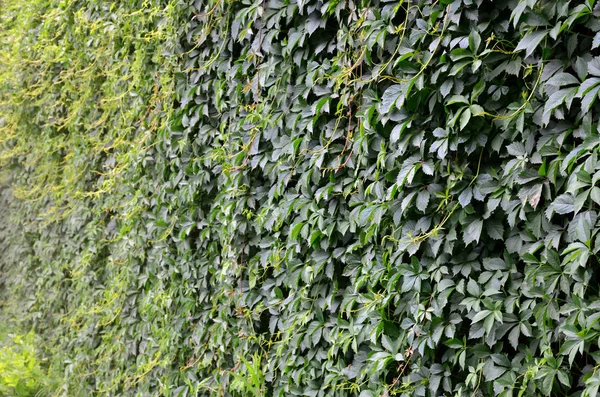 The texture of a lot of flowering green vines from wild ivy that cover a concrete wall