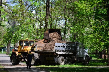 Şehir geliştirme ekibi bir ekskavatör ve bir kamyon ile parkta düşen yapraklar kaldırır. Eğlence için halka açık yerlerde geliştirmeye yönelik düzenli mevsimlik çalışma