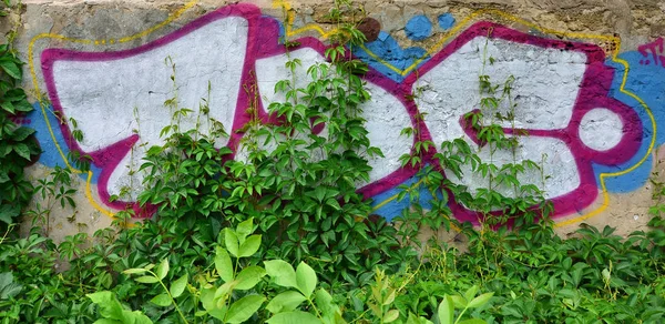 Detailní Obrázek Barevný Graffiti Kreslení Která Zarostlá Houštinách Ivy Obrázek — Stock fotografie