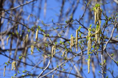 Sarı huş tomurcukları dallarda ilkbaharda asmak.