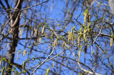 Sarı huş tomurcukları dallarda ilkbaharda asmak.