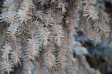 Yeşil bahar bir iğne yapraklı ağaç dalı