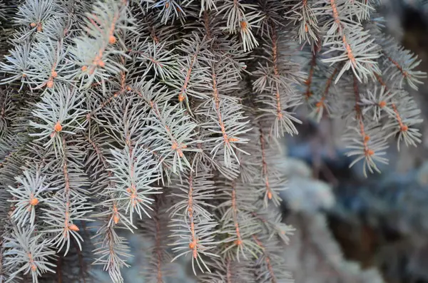 Ramo Verde Uma Árvore Conífera Primavera — Fotografia de Stock