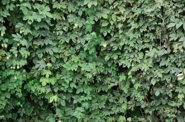 Sonbahar yaprakları paterni