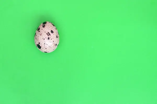 Одно Перепелиное Яйцо Светло Зеленой Поверхности Вид Сверху Пустое Место — стоковое фото