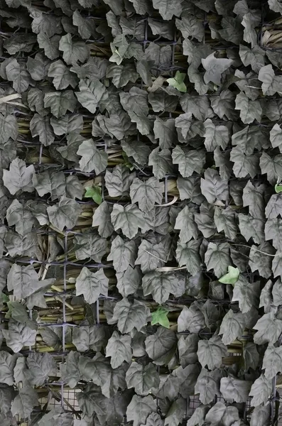 Plastic Dark Green Leafs Covering Metall Mesh Fence Ivy Leaves — Stock Photo, Image