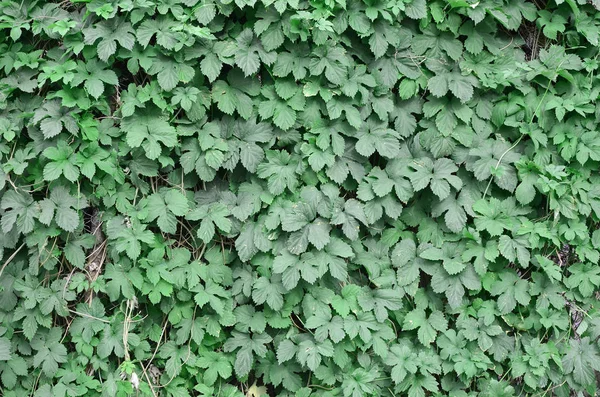 Green ivy grows along the beige wall of painted tiles. Texture of dense thickets of wild ivy