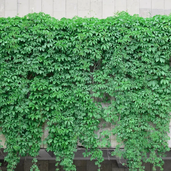 Green ivy grows along the beige wall of painted tiles. Texture of dense thickets of wild ivy