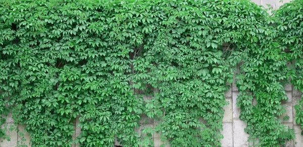 Green ivy grows along the beige wall of painted tiles. Texture o