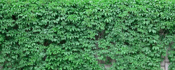 Groene Klimop Groeit Langs Beige Muur Van Beschilderde Tegels Textuur — Stockfoto