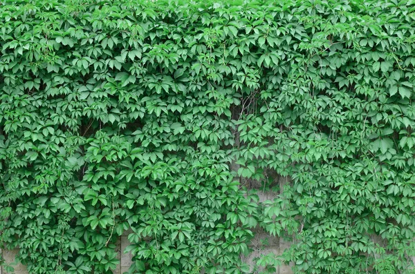 Zielony Bluszcz Rośnie Wzdłuż Ściany Beżowy Malowanymi Kafelkami Tekstura Gęste — Zdjęcie stockowe