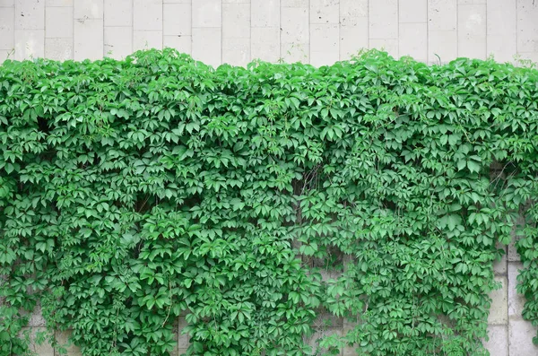 緑のツタが塗られたタイルのベージュの壁に沿って生えています ワイルドアイビーの茂みのテクスチャ — ストック写真