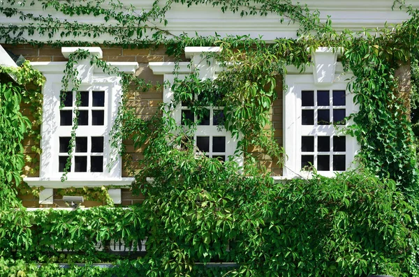 White window on green wall with climbing plant. Natural green leaf grass cover wall with white window background, Eco friendly backdrop